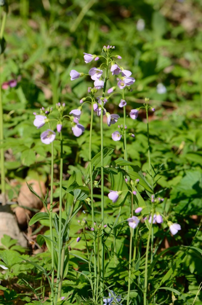 Wiesen Schaumkraut (Cardamine pratensis), ganze Pflanze, essbare Wildpflanze