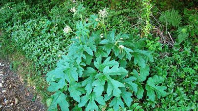 Wiesen Bärenklau (Heracleum sphondylium), Blätter, essbare Wildpflanze