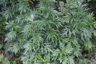 Beifuß (Artemisia vulgaris), Blätter, essbare Wildpflanze