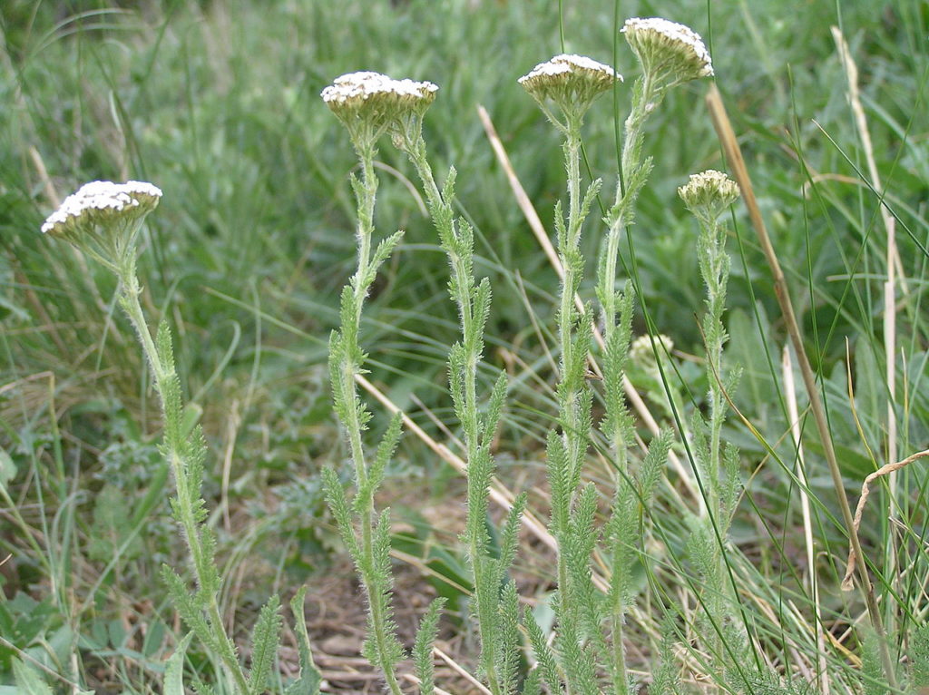 Schafgarbe (Achillea millefolium), essbare Wildpflanze