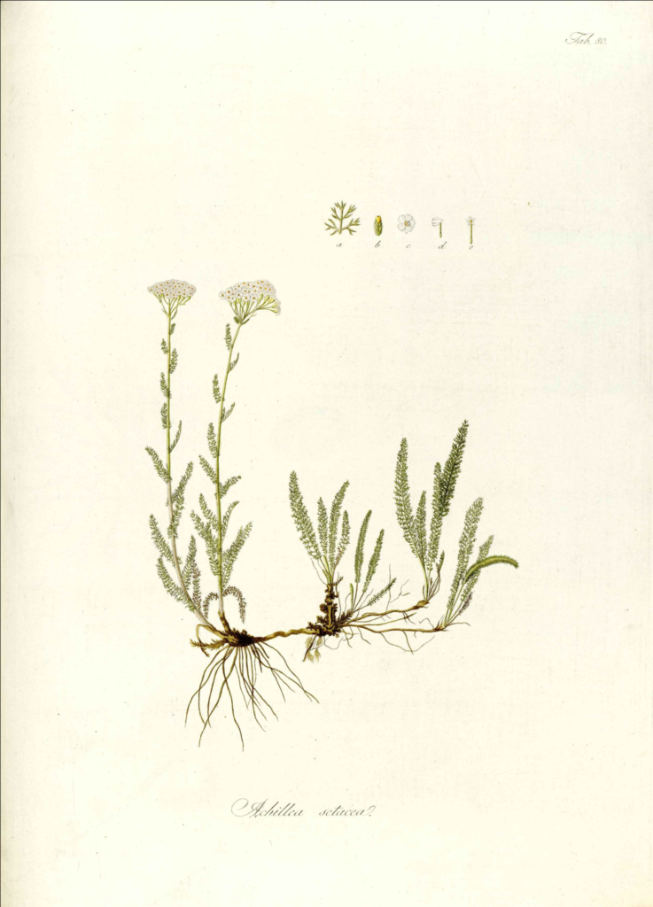 Schafgarbe (Achillea millefolium), Zeichnung, essbare Wildpflanze
