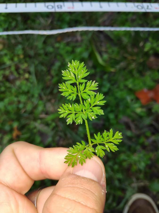 Wilde Möhre (Daucus carota), Blatt, essbare Wildpflanze