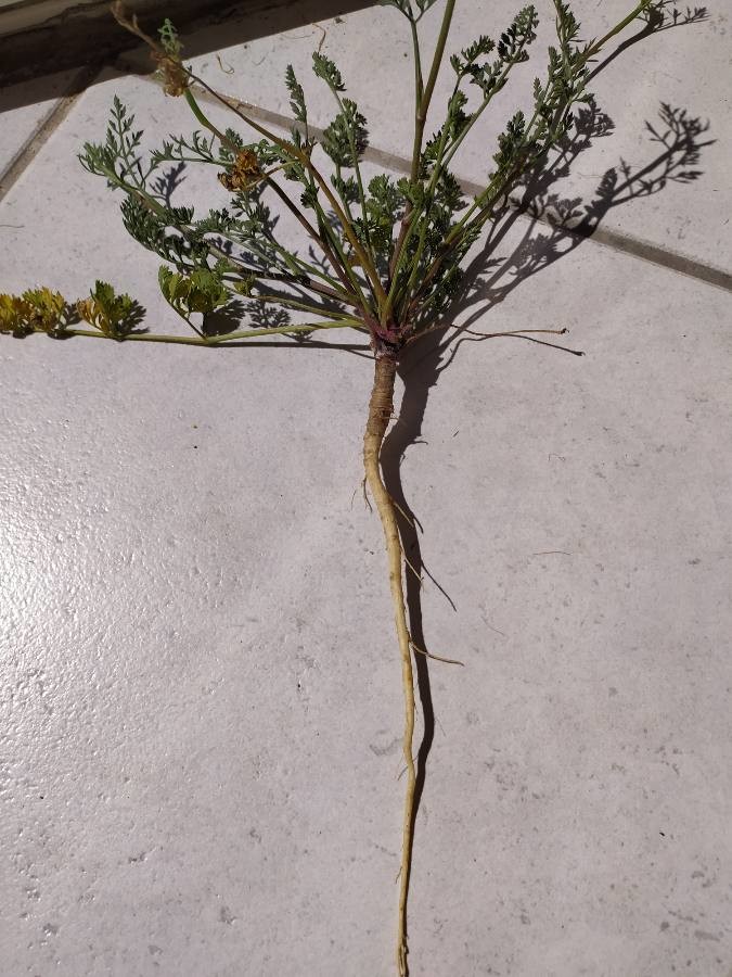 Wilde Möhre (Daucus carota), Wurzel, essbare Wildpflanze